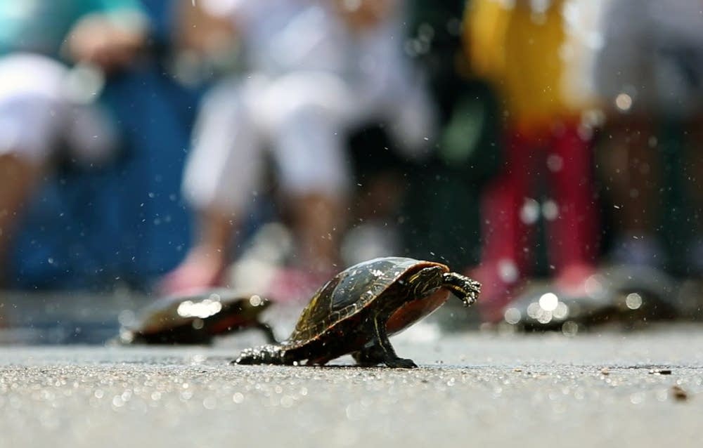Turtle racing