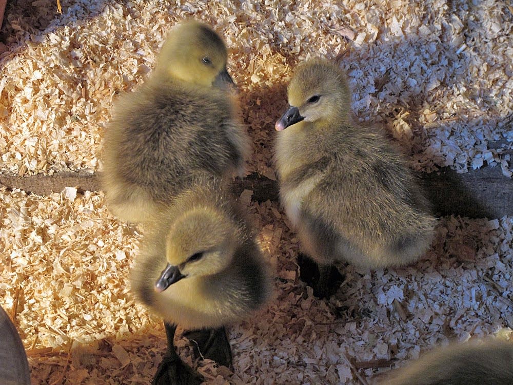 Goslings as weed control