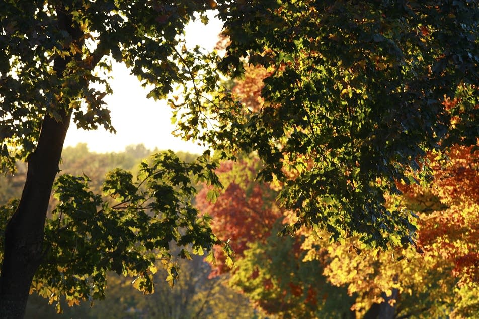Fall in Minnesota.