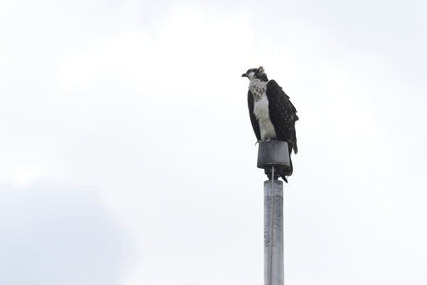 Ospreys nesting on stadium light pole disrupts Minnesota high school's fall sports season 