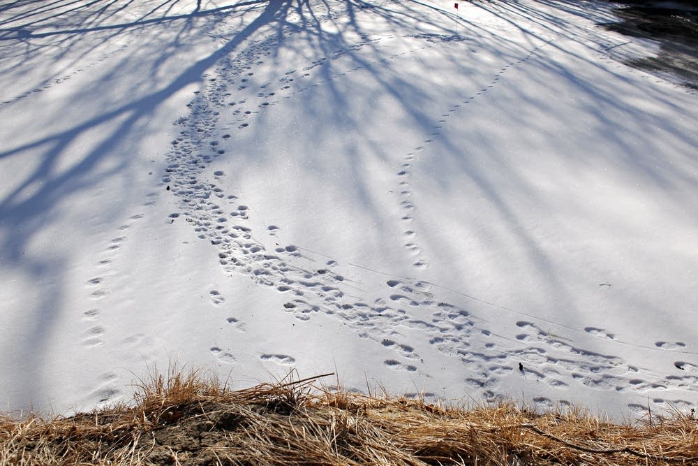 Boot prints