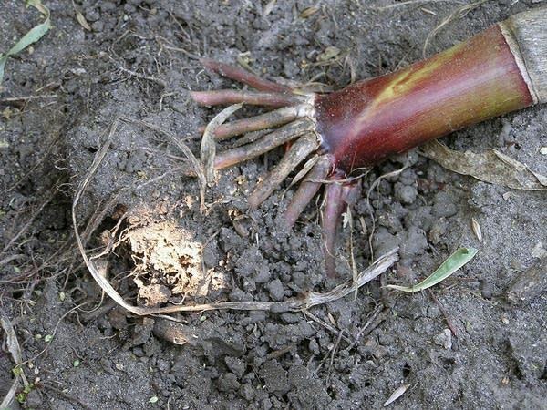 Damaged crops