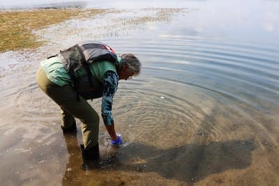 Citizen sleuths use DNA traces to hunt for zebra mussels in Minnesota lakes