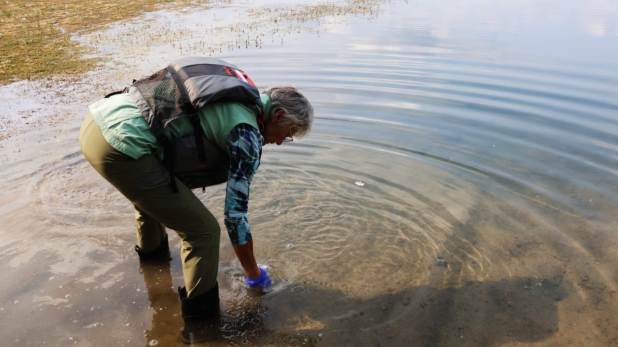 Volunteers search Minnesota lakes for zebra mussel DNA