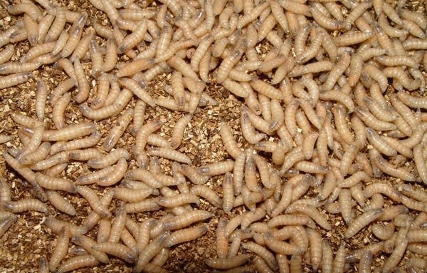 New World screwworm larvae.