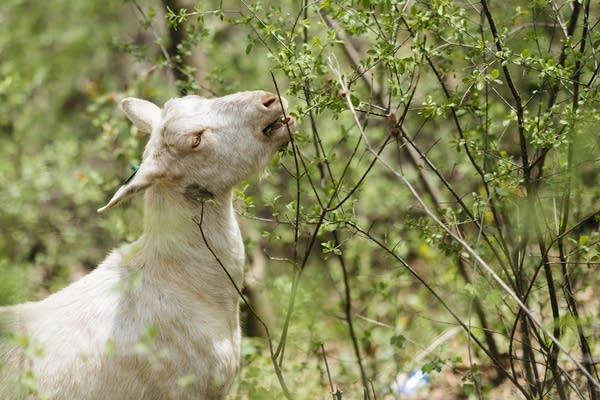 A goat eats Buckthorn.