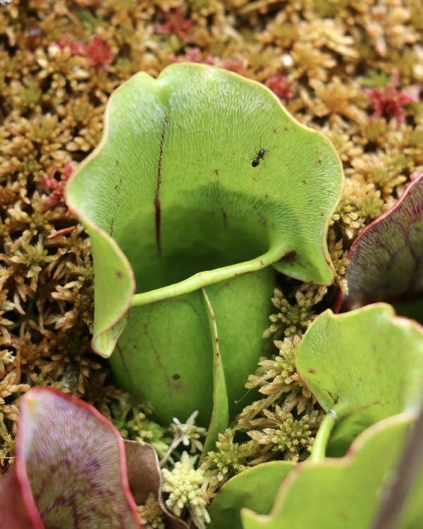 An ant carefully makes its way across the face of a carnivorous pitcher plant
