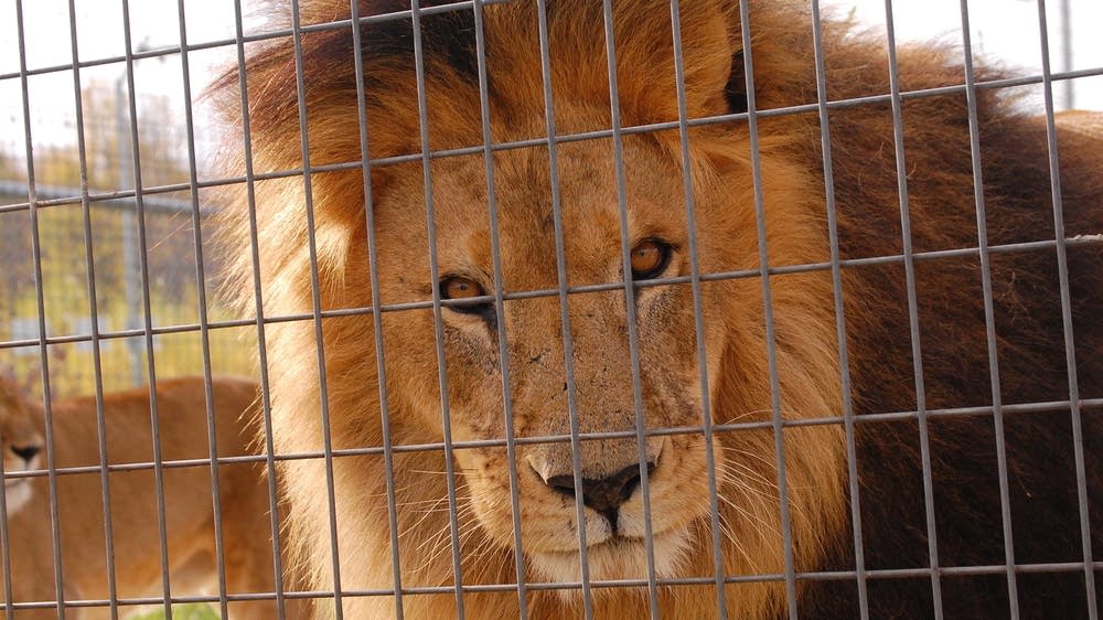 Sandstone Wildcat Sanctuary MPR News