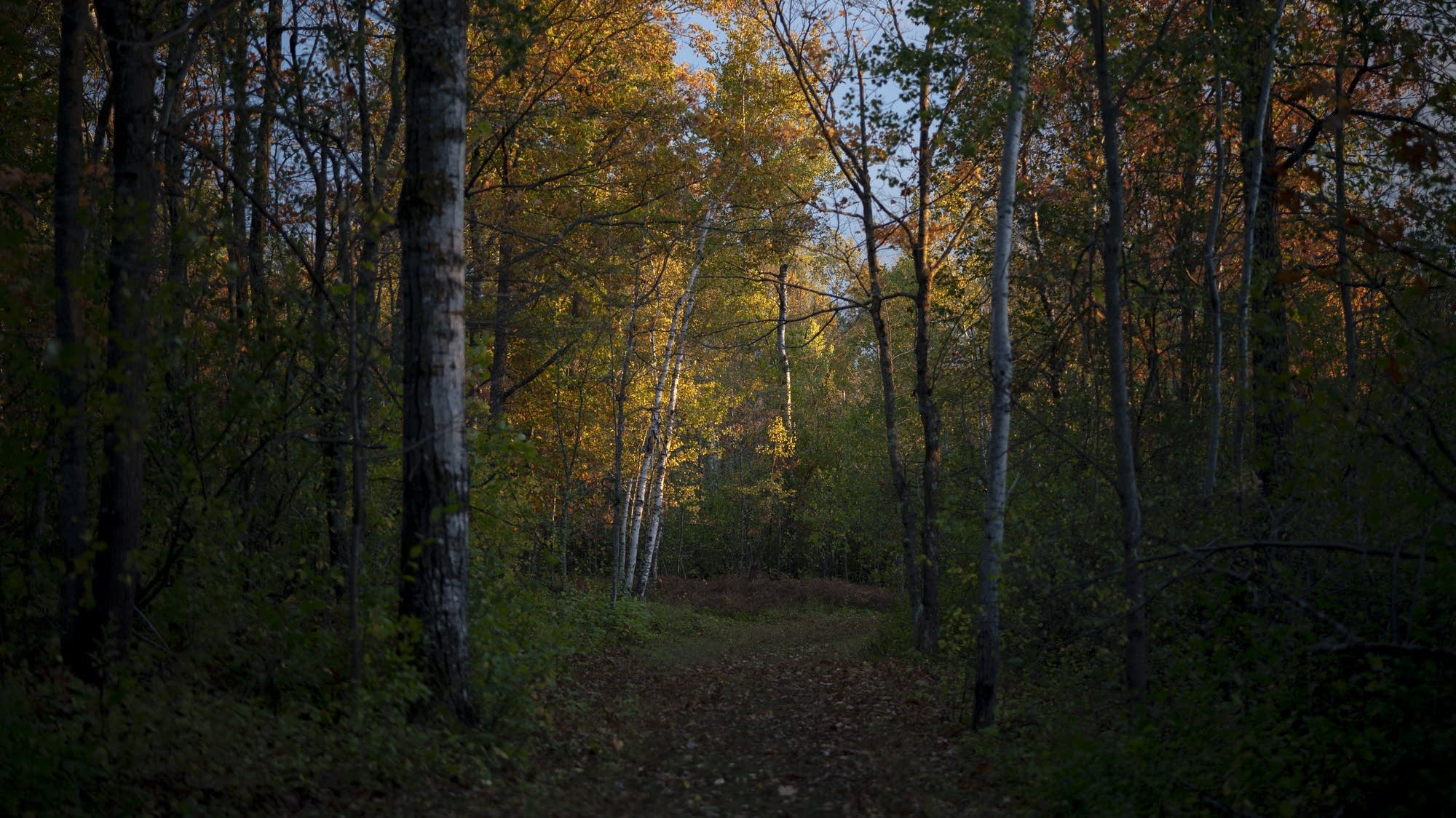 Walk off that turkey: Free access Friday to Minnesota state parks - Vimarsana News
