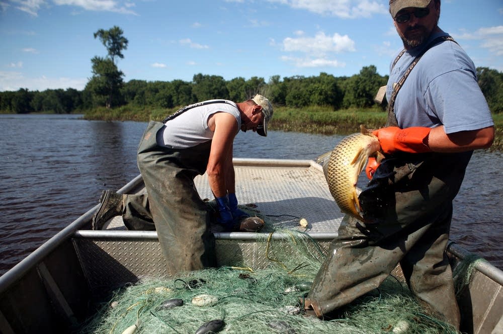 Collecting common carp