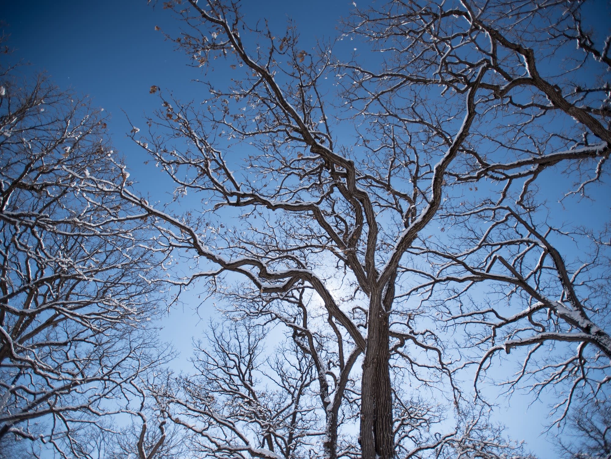 Snow-decked trees at Minnehaha Falls in Minneapolis