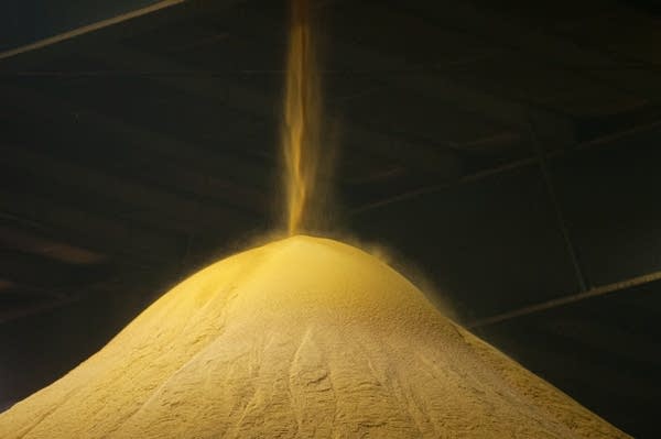 Ground up corn flows like sand onto a large pile inside a building