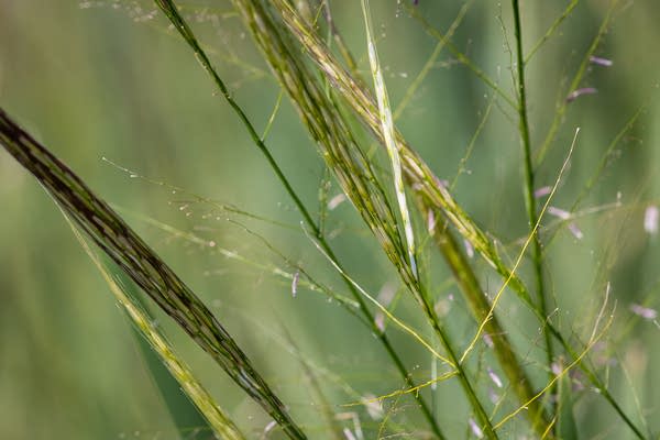 A close-up of wild rice