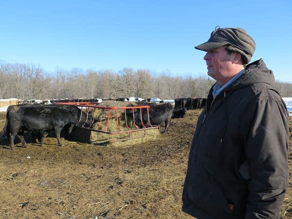 A person stands near cattle eating hay.