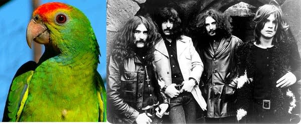 Parrot and Black Sabbath