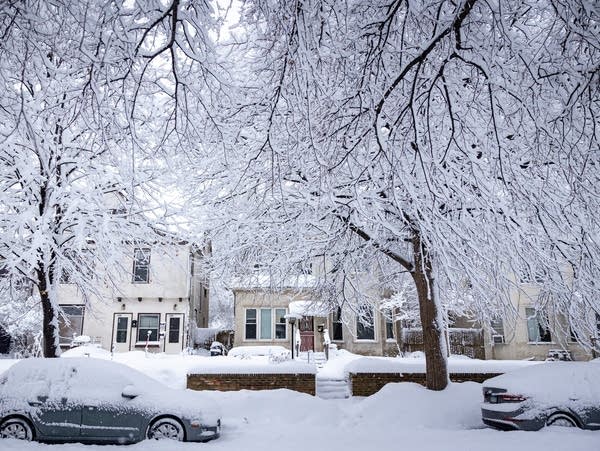 Parked cars and snow covered tree branches