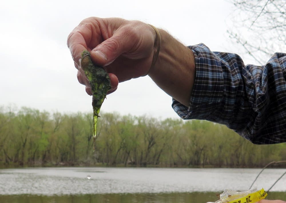 Spirogyra algae from the St. Croix River