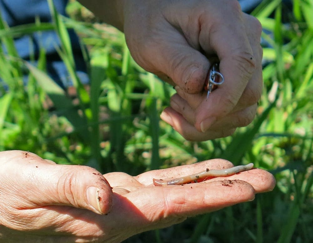 An earthworm pulled from the soil.