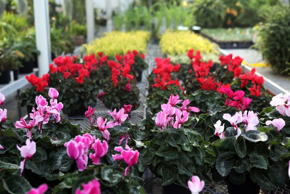 Conservatory horticulturist