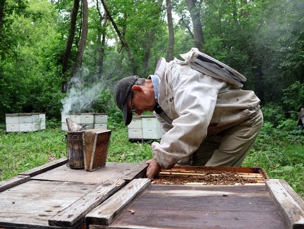 Minnesota man on a mission to save honeybees, shrink pesticide use