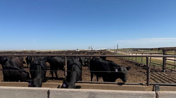 Magnum Feedyard in Wiggins, Colorado, is home to some 35,000 cattle. The cows are kept in pens, where they're fed twice a day.