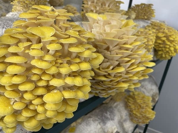 Smallhold hopes to build a network of mushroom farms across the U.S. Above, yellow oyster mushrooms grow in Smallhold’s Vernon, California, farm. 
