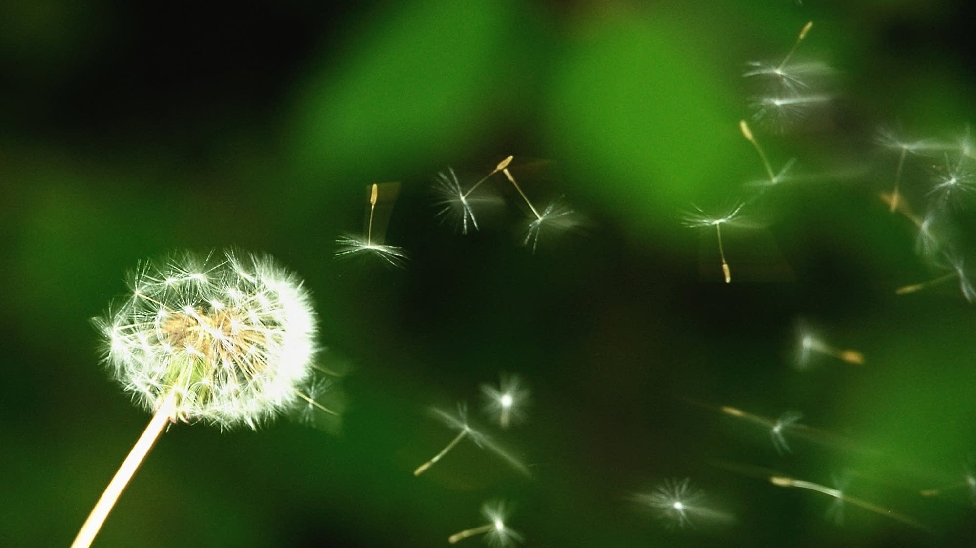Why spring allergies may be getting worse and what to do about