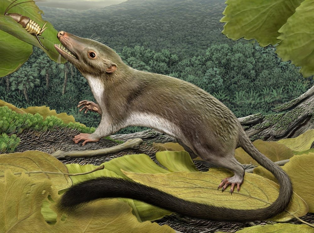 Mammal ancestor