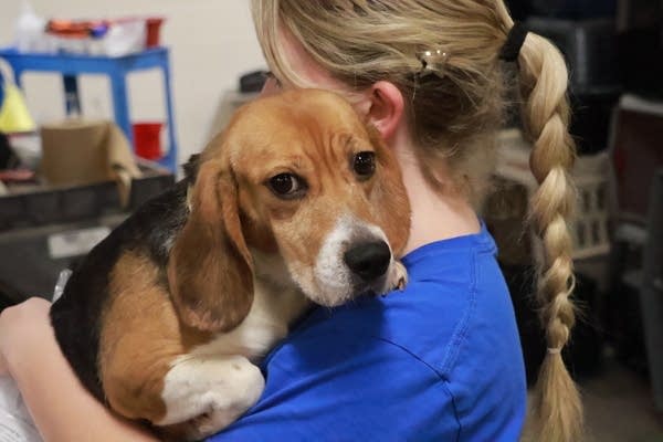 Beagles rescued from Wisconsin breeder set to find new homes in Minnesota