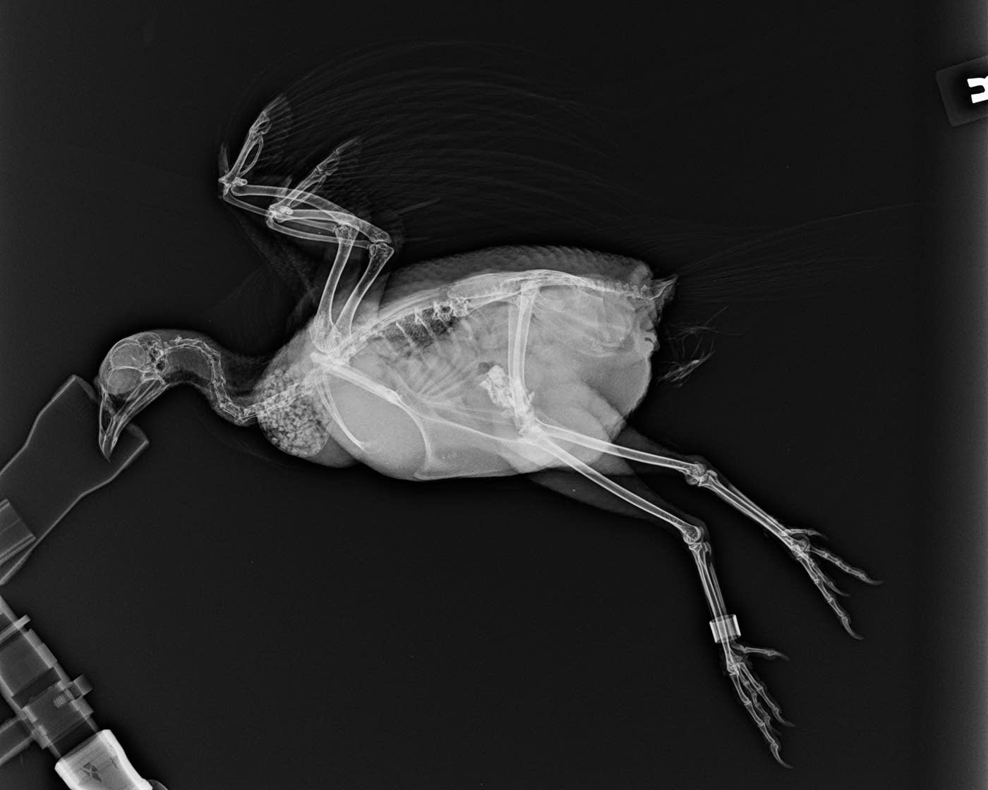 Odd, eerie and cool Minnesota Zoo shares animal Xrays MPR News