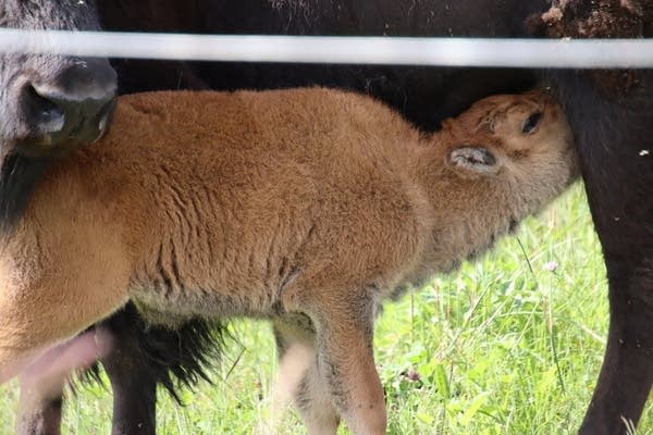 Bison calf feeding