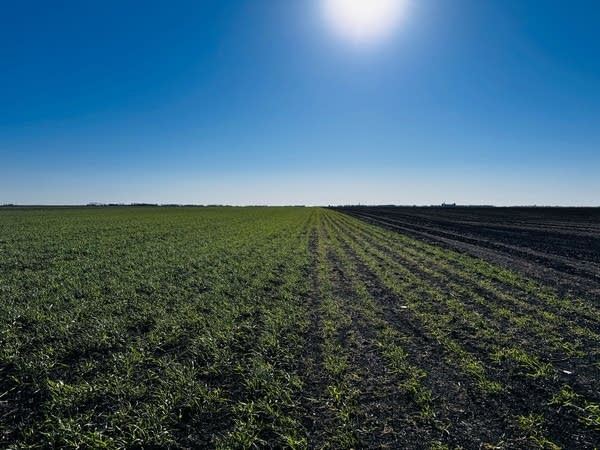 A wide shot of a barley field with the sun overhead.