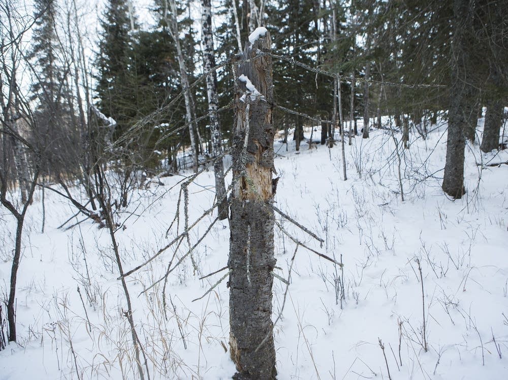 Dead balsam fir