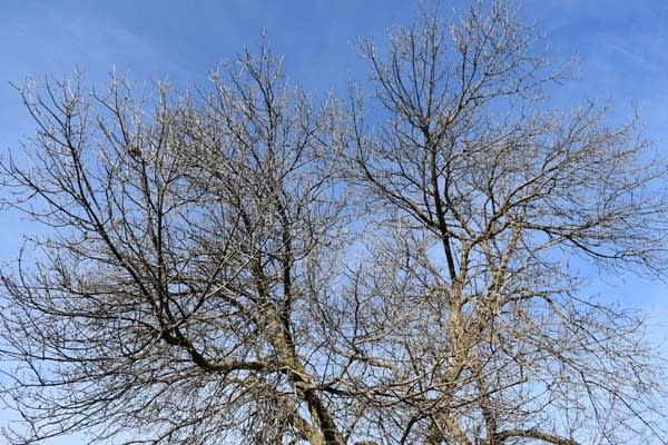 Lighter winds Saturday; windy & colder on Sunday, with highest flake chances in northern Minn.