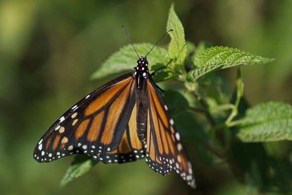 A butterfly rests on a plant. 