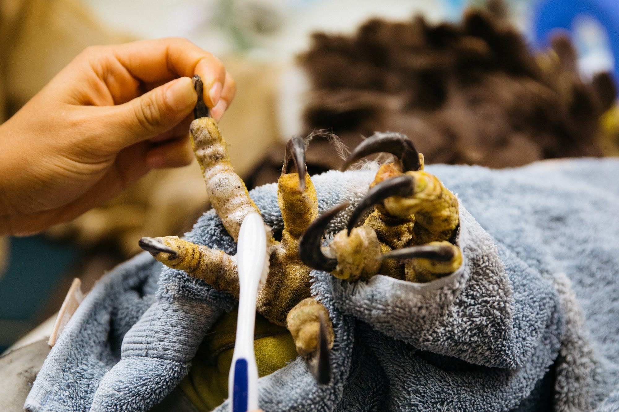 A bald eagle has its feet scrubbed after a check up.