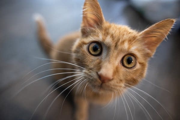 An orange cat looks into the camera