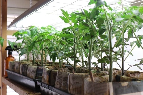 Tomato plants in pots wrapped in newspaper