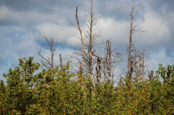A young boreal forest with trees in the BWCA