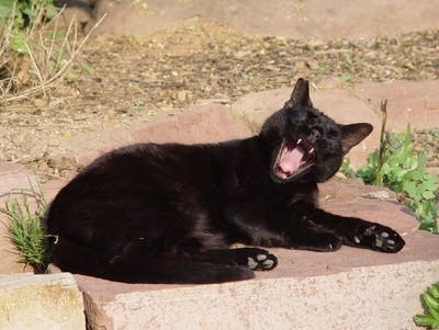 Coffee Break: Superstitions
