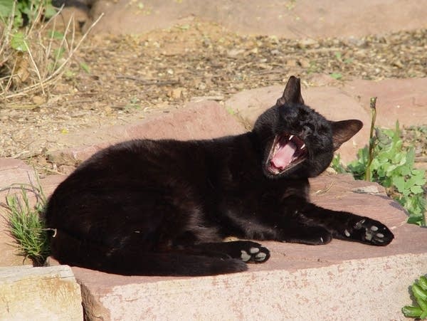 What songs about superstitions should we play for the 9:30 Coffee Break?