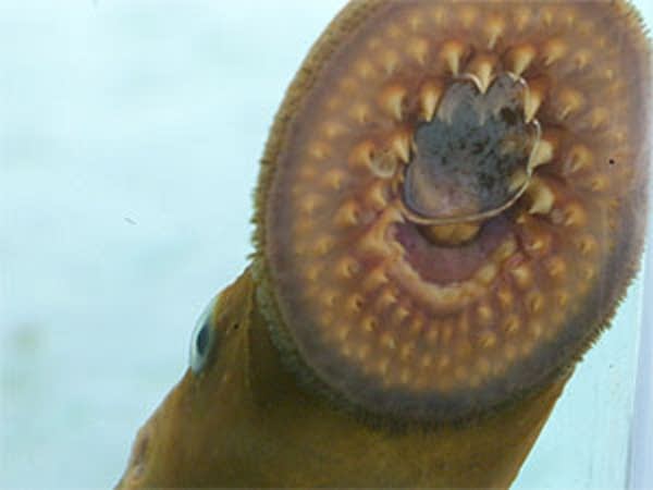 Lamprey