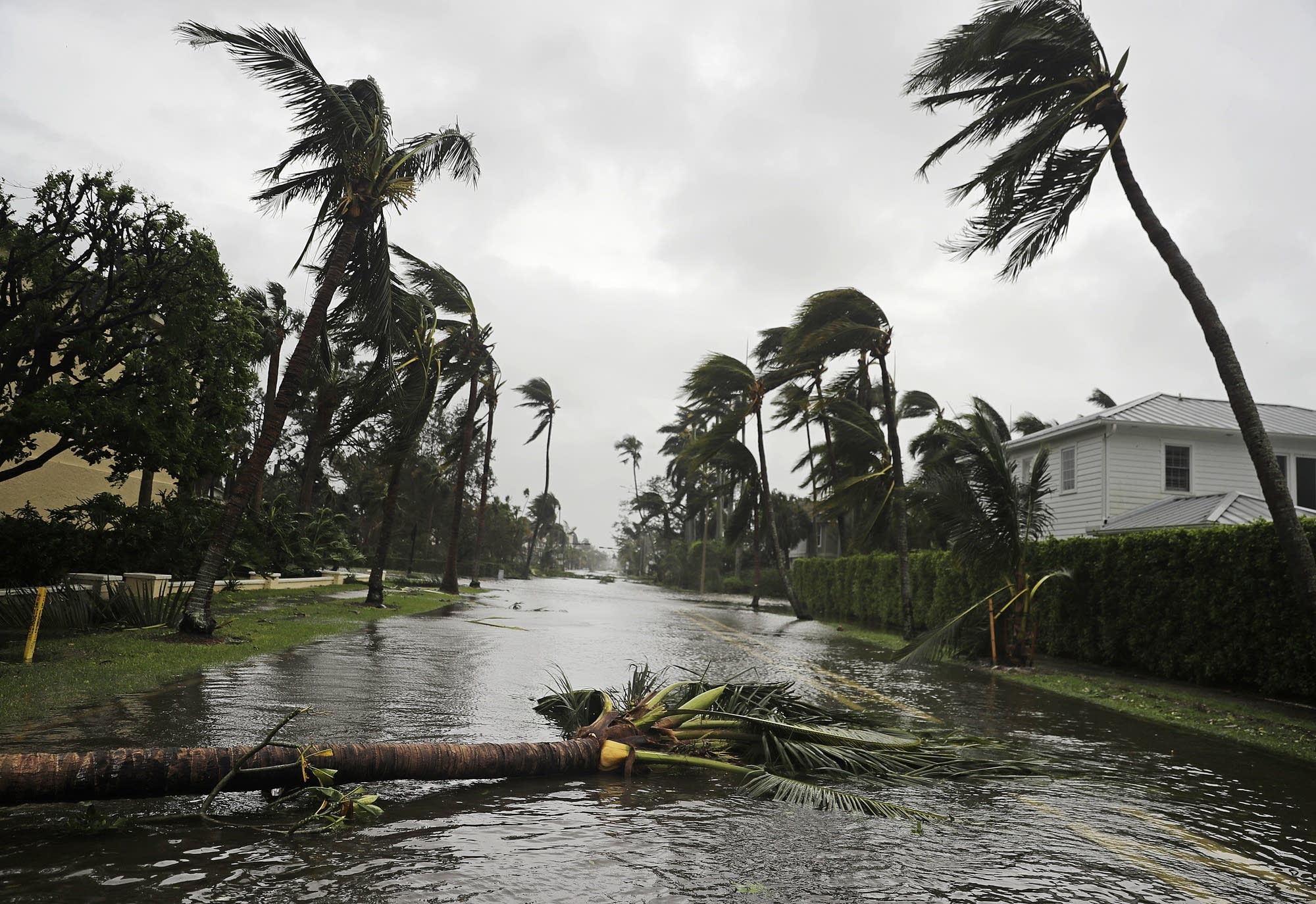 A fallen tree lays in a street.