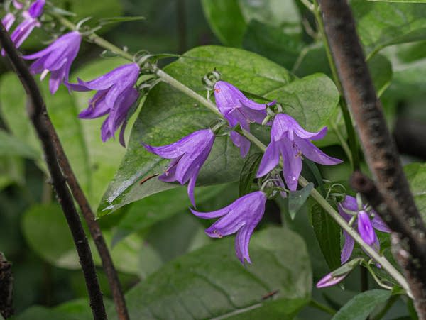 Want to get rid of your creeping bellflower? Try eating it. 