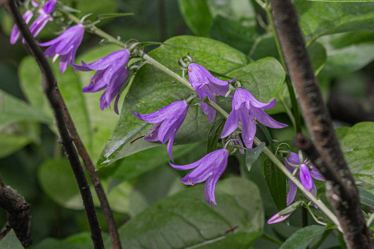 Want to get rid of your creeping bellflower? Try eating it. | MPR News