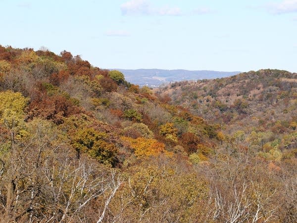 Fall colors