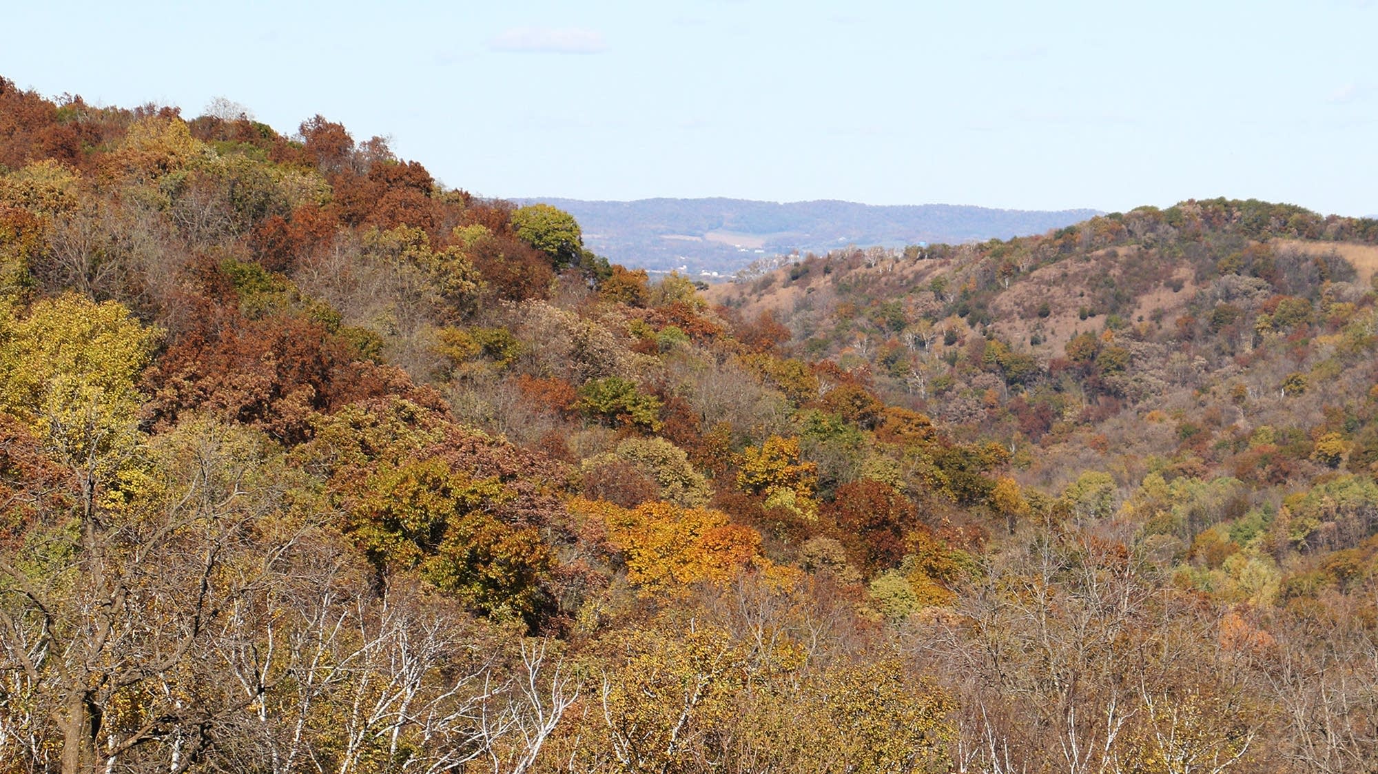 How will Minnesota's drought conditions affect fall colors this year?
