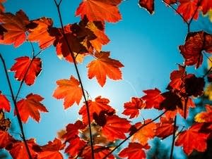 Maple leaves in autumn.
