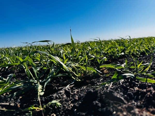 A close-up, low-angle photo of barley sprouting out of the soil.