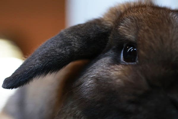 This Easter it hares repeating: Pets are not impulse buys